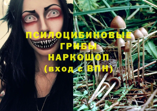 трава Корсаков