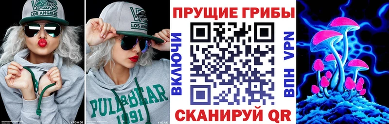 Купить где  Щигры  Галлюциногенные грибы Psilocybe 